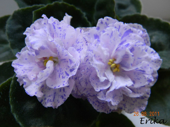 DSCN1278 - Violete de colectie 2011