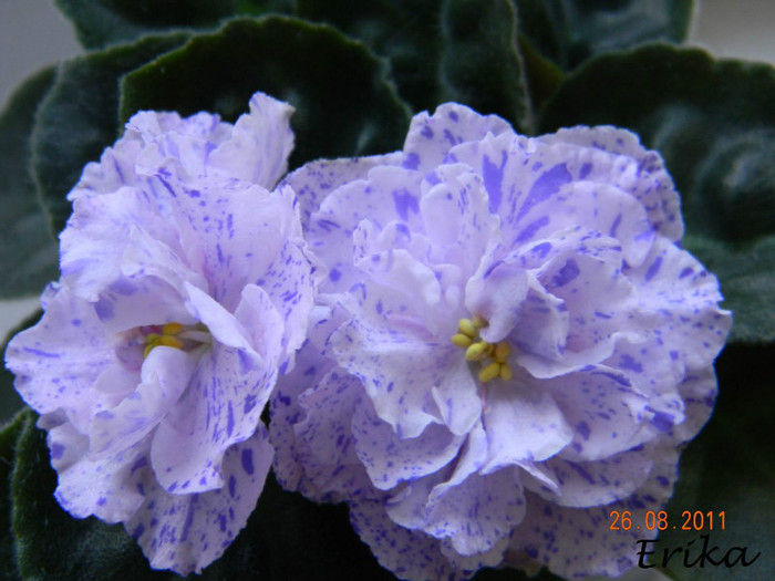 DSCN1281 - Violete de colectie 2011