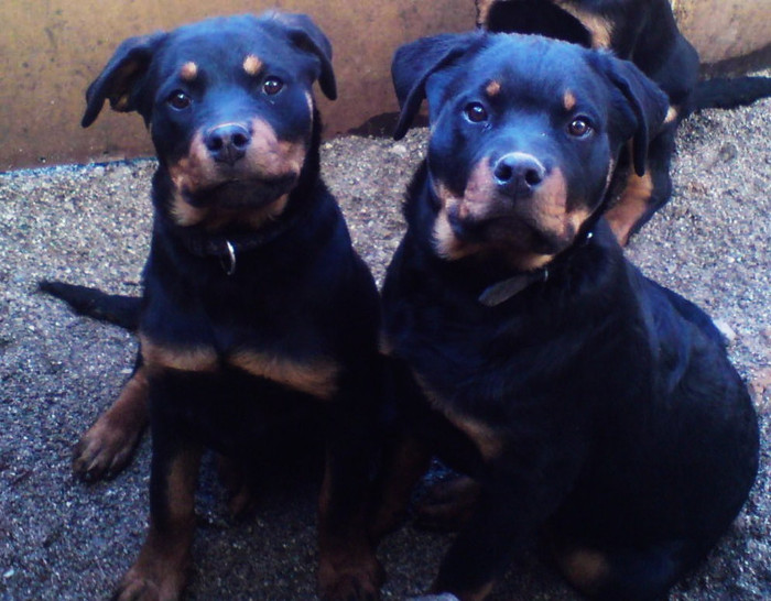 DSC00026 - CATEA ROTTWEILER LOCUL 2 PE TARA LA CUPA TIRNAVEI