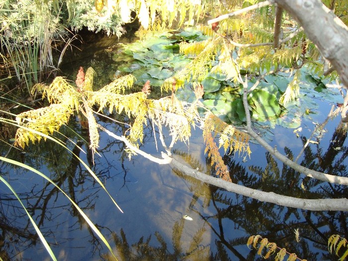 DSC07705 - C  PESTI KOI