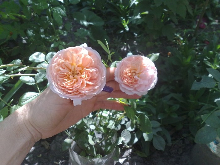 20092011 - Abraham Darby