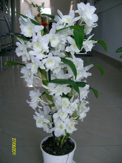 SANY9403 - orhidee2