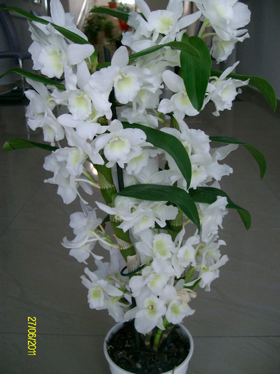 SANY9401 - orhidee2