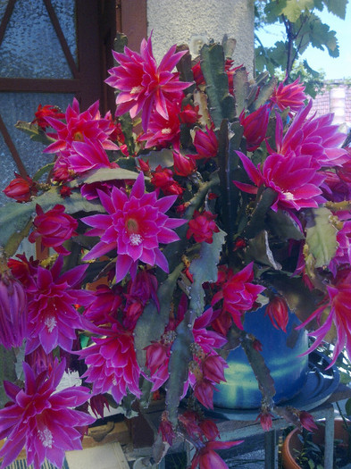 Imagine0015 - florile din gradina mea