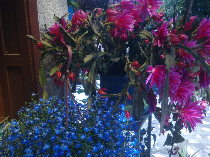 Imagine0020 - florile din gradina mea