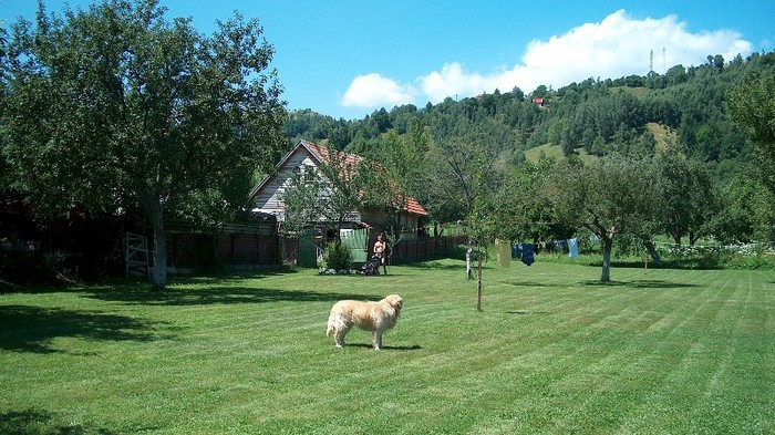 24. in gradina - MOIECIU - casa-curtea-gradina-imprejurimi