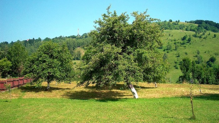 29. Nucu si maru - Iunie 2010. 3 - MOIECIU - casa-curtea-gradina-imprejurimi