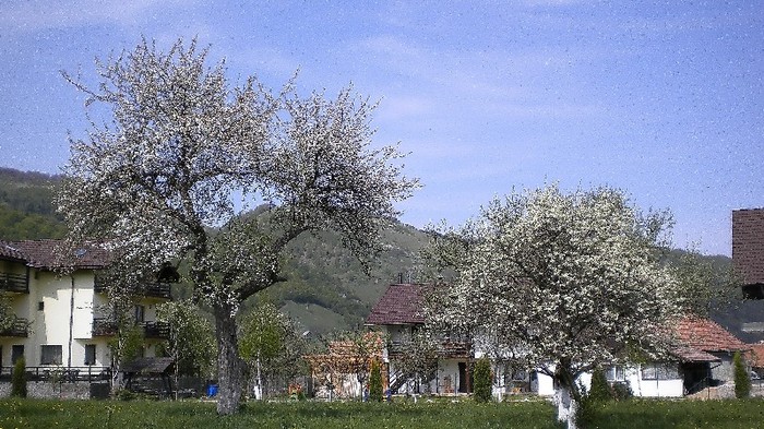 Primavara la Moieciu 6.ac - MOIECIU - casa-curtea-gradina-imprejurimi