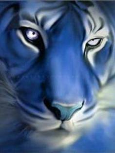 images (11) - poze albastre