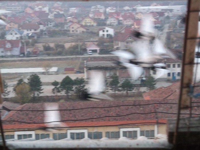 ...............in zbor