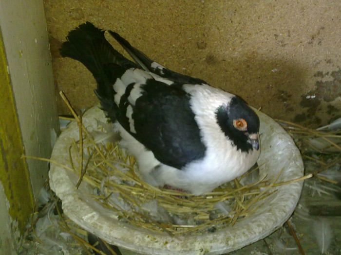 triganin de vanzare - porumbei 2011