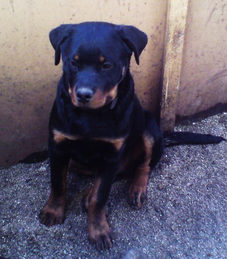 DSC00036 - CATEA ROTTWEILER LOCUL 2 PE TARA LA CUPA TIRNAVEI