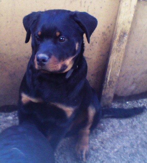 DSC00038 - CATEA ROTTWEILER LOCUL 2 PE TARA LA CUPA TIRNAVEI