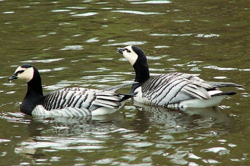 branta-leucopsis - Gasca Calugar