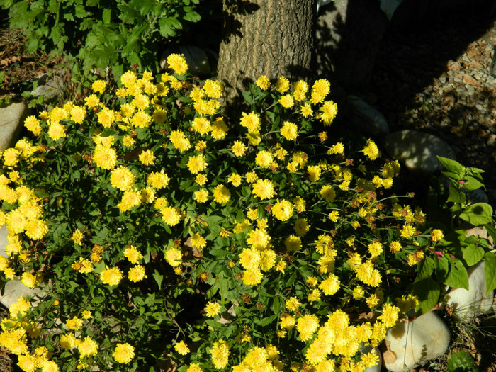 a rezistat in gradina de anul trecut - 10_OCTOMBRIE