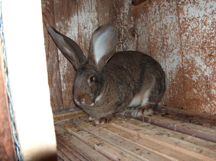 femela 4 luni linia dr.Bilius - SV