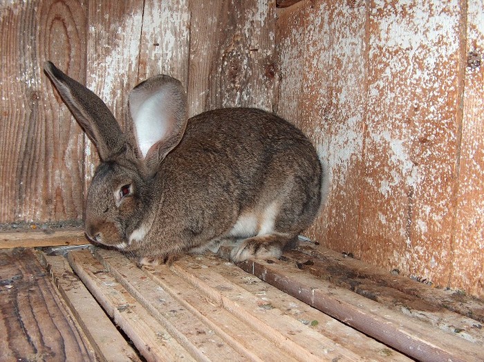 femela 4 luni linia dr.Bilius - SV