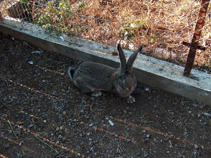 mascul 4 luni linia dr.Bilius - SV