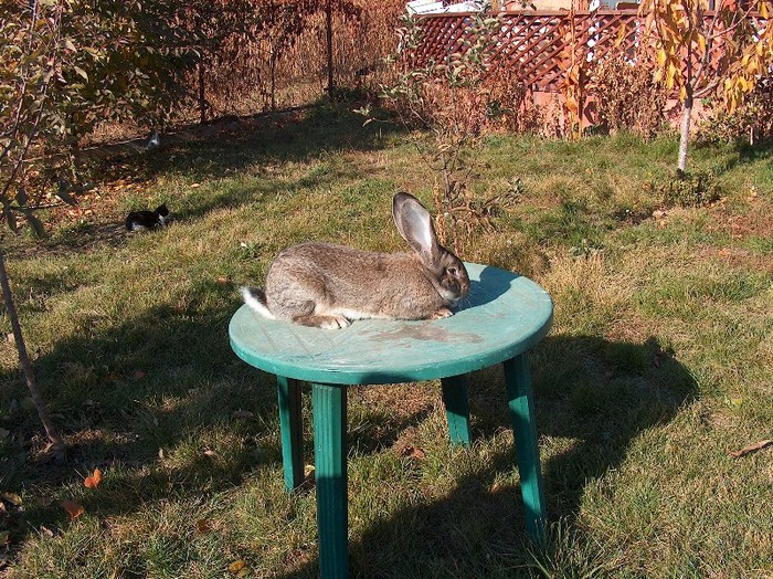 mascul 4 luni linia dr.Bilius - SV