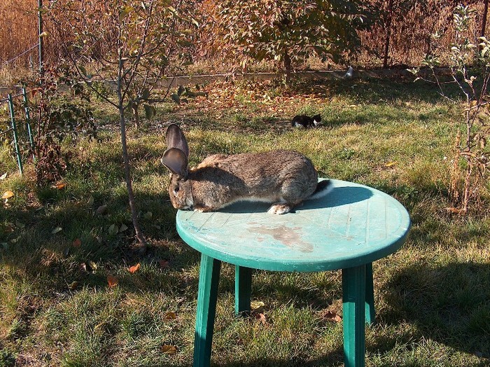 mascul 4 luni linia dr.Bilius - SV