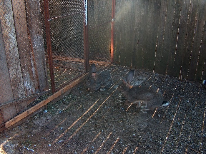 femele 4 luni linia dr.Bilius - SV