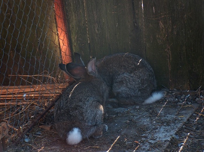 femele 4 luni linia dr.Bilius - SV