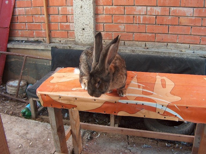 femela-Bilius-SV/Guliciuc-Ipotesti