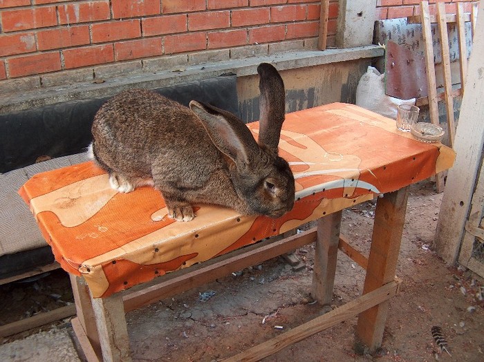 femela-Bilius-SV/Guliciuc-Ipotesti - Iepuri urias - german