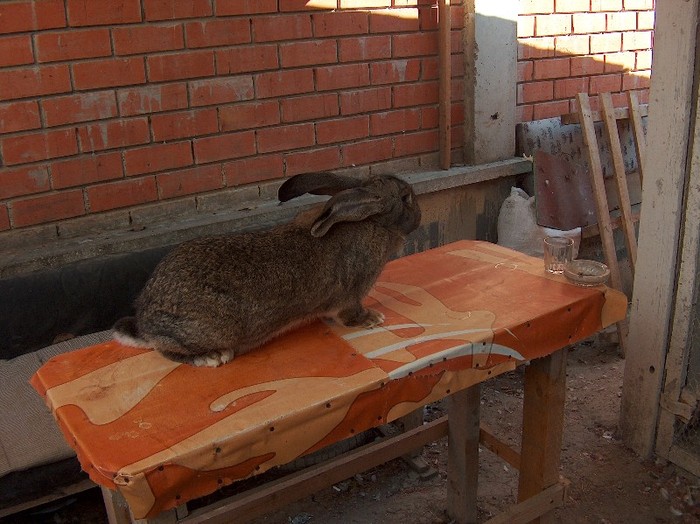 femela-Bilius-SV/Guliciuc-Ipotesti - Iepuri urias - german
