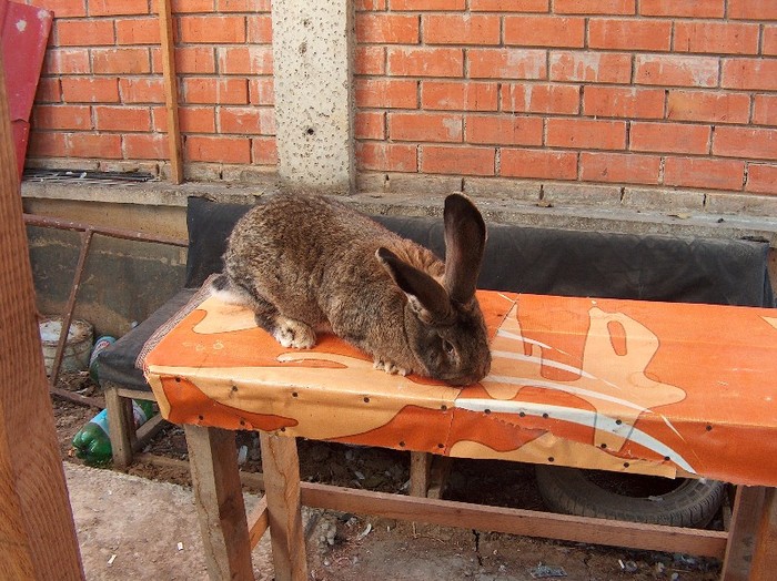 femela-Bilius-SV/Guliciuc-Ipotesti - Iepuri urias - german