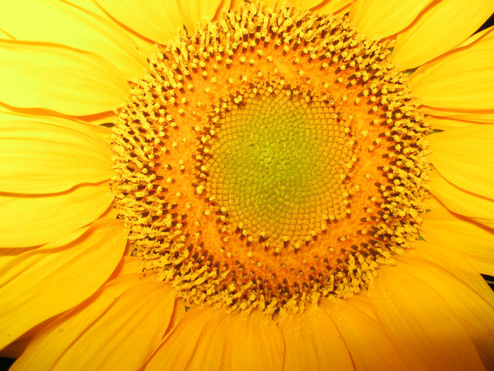 Floarea soarelui 01 - Floarea soarelui
