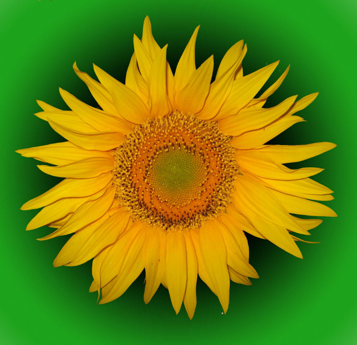 Floarea soarelui 03 - Floarea soarelui