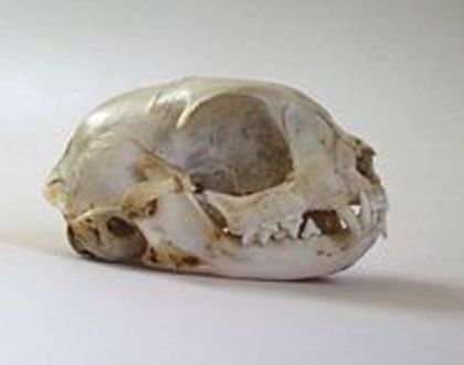 200px-Catskull