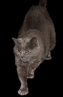 200px-Chartreux_Cat_1 - pisicile-preferatele mele