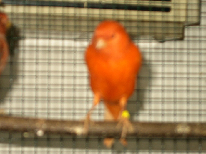 IMAG0141 - Canarii mei