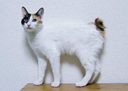 200px-JapaneseBobtailBlueEyedMi-ke - pisicile-preferatele mele