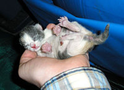 200px-Three-hour-old-kitten - pisicile-preferatele mele