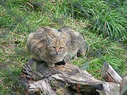 200px-Wildkatze_002 - pisicile-preferatele mele