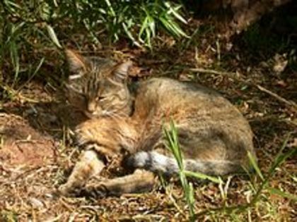 220px-AfricanWildCat - pisicile-preferatele mele