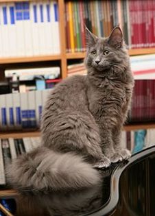 220px-Grey_Norwegian_Forest_Cat