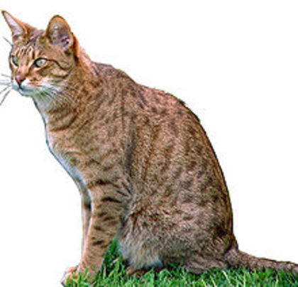 220px-Ocicat-Charan - pisicile-preferatele mele