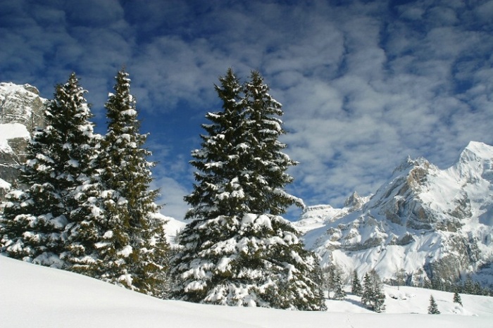 06121107445010062trees-kandersteg_thumbnail - iarna