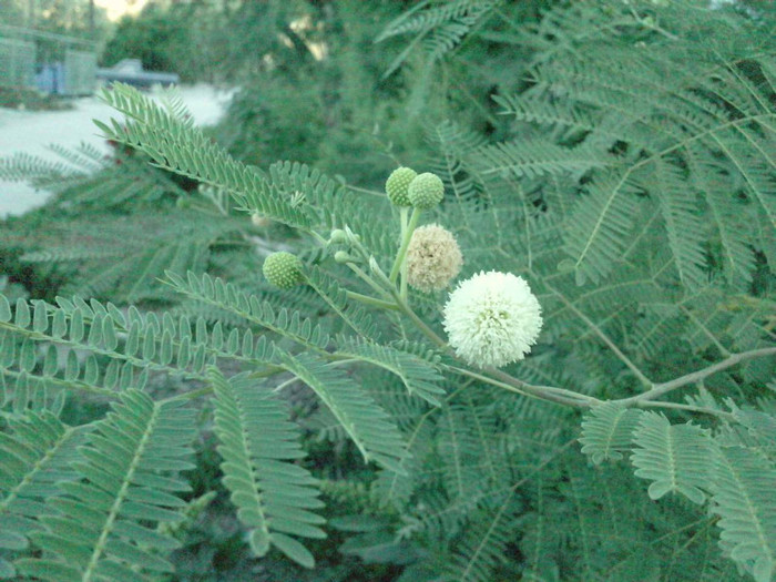 P140911_07.530001; acacia farnesiana alba
