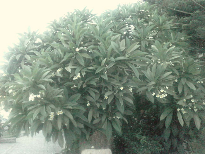 P150911_07.540001; Plumeria copac.
