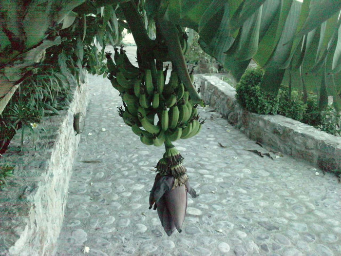 P220911_07.580003; banane
