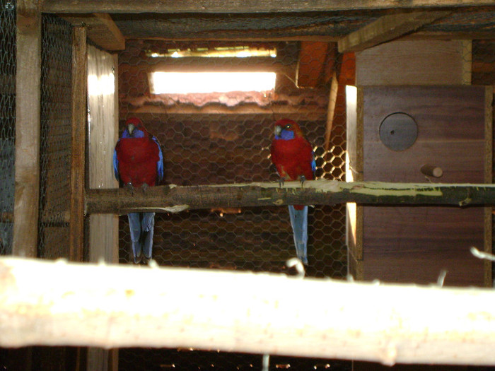 Picture 005 - Rosella-Penant-Orange-3