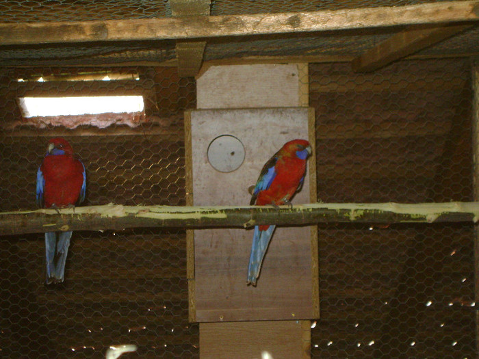 Picture 043 - Rosella-Penant-Orange-3