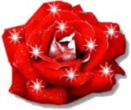 0145 - poze flori