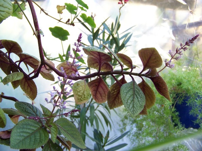 100_0334 - Plectranthus ciliatus