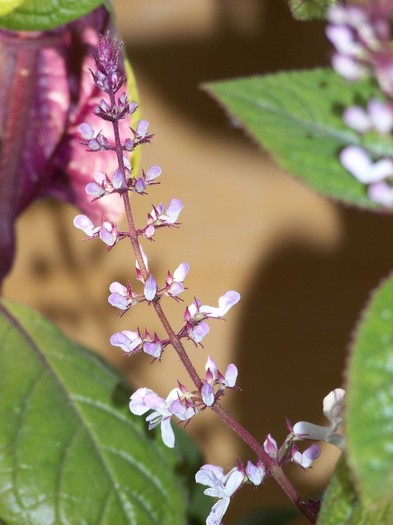 100_0414 - Plectranthus ciliatus